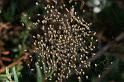 Argiope_trifasciata_D3234_Z_78_Valle Gran Rey_Spanje